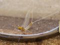 Baetis fuscatus